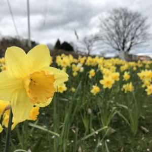Frohe und schöne Ostern ?