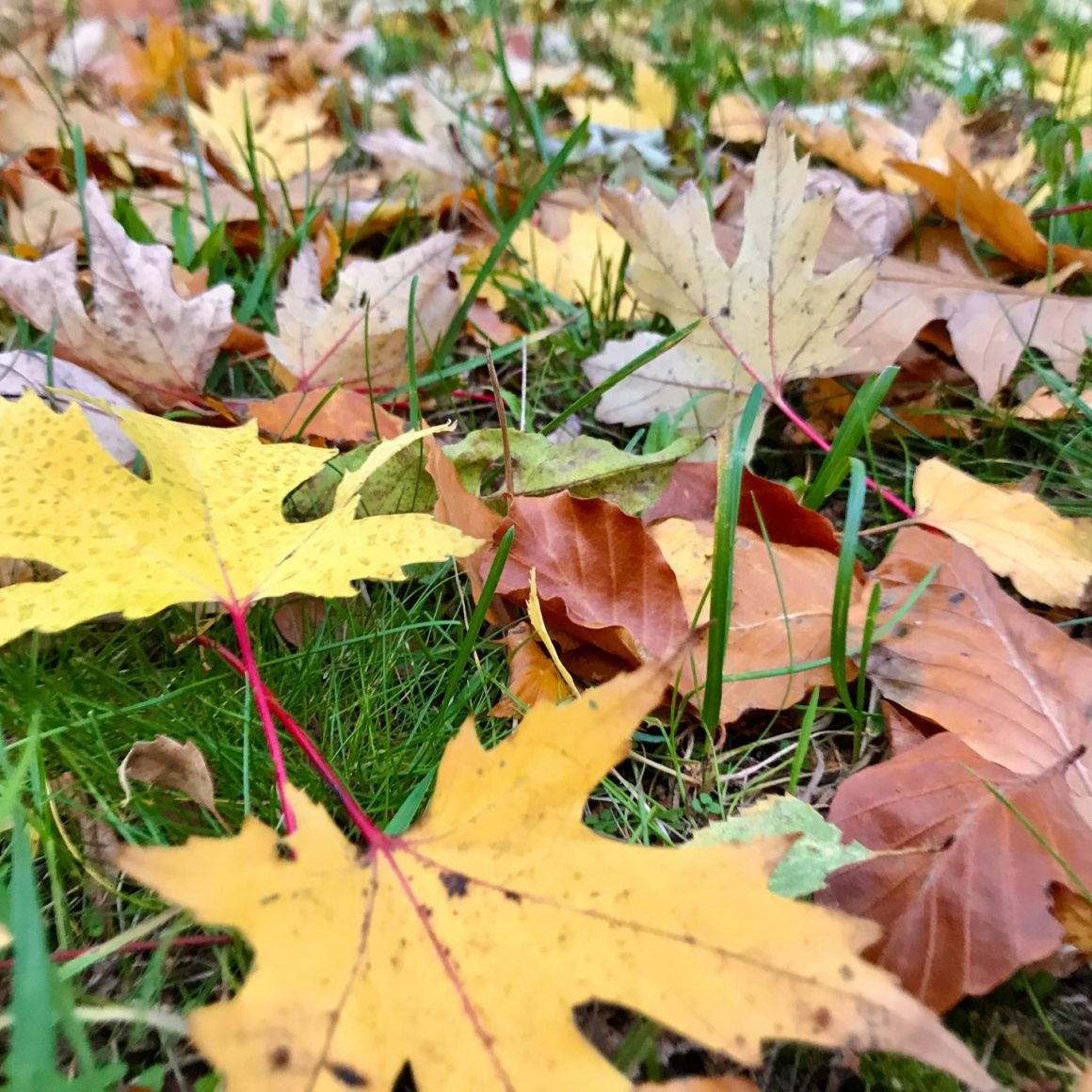 Wir wünschen euch allen heute einen frohen Feiertag. Genießt die schöne Herbst-Landschaft  und bleibt auf jeden Fall gesund.Wir sehen uns sicherlich bald wieder gewohnt im Theater. Über aktuelle Neuerungen halten wir euch hier auf dem Laufenden #herbst #reformationstag #feiertag #theater #bleibtgesund #bisbald