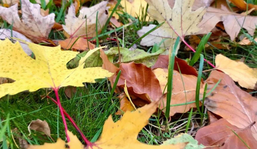 123142311_1076792132768314_7645127680882434149_n Wir wünschen euch allen heute einen frohen Feiertag. Genießt die schöne Herbst-Landschaft und bleibt auf jeden Fall gesund.Wir sehen uns sicherlich bald wieder gewohnt im Theater. Über aktuelle Neuerungen halten wir euch hier auf dem Laufenden #herbst #reformationstag #feiertag #theater #bleibtgesund #bisbald